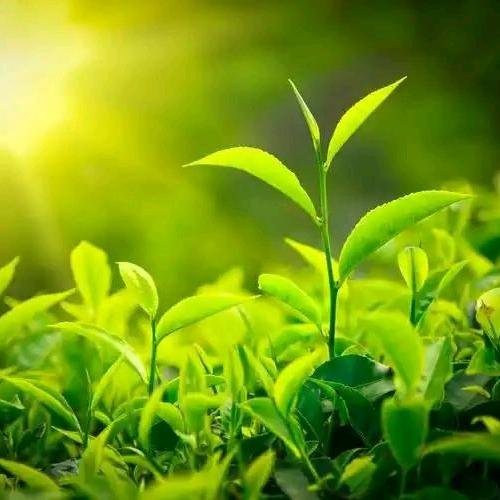 茶公子