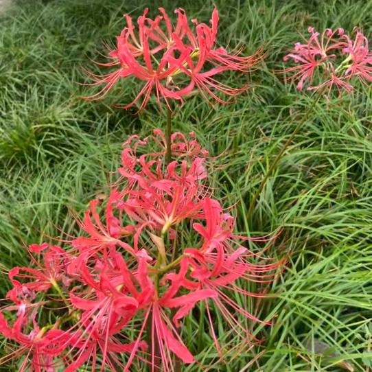 峡谷一枝神花