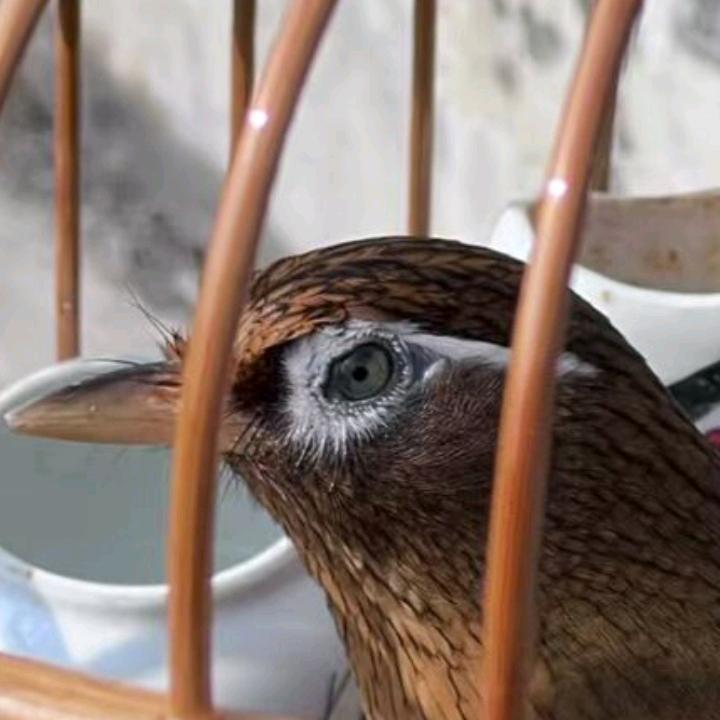 八卦雀王