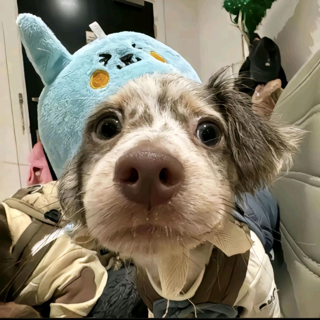 躲猫猫꒰ᵔ•̀з•́ᵔ꒱