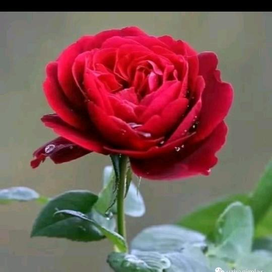 🌹yigana yultuz🌹