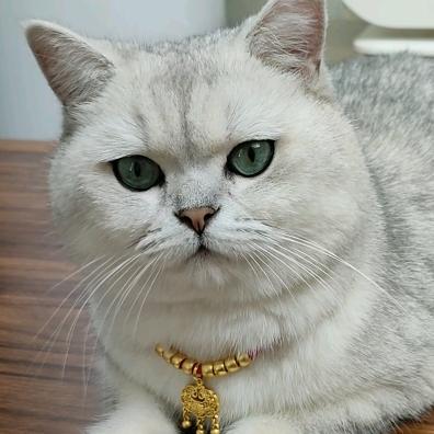 这个家没本喵得散