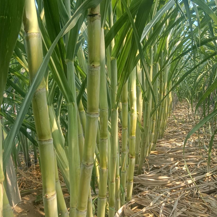 青州何官甘蔗种植
