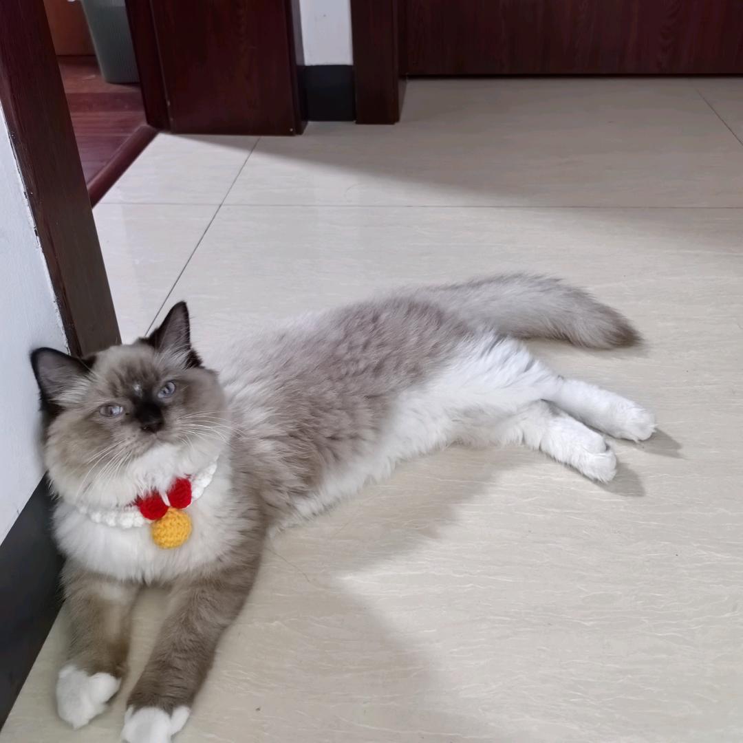 夹心饼干2585