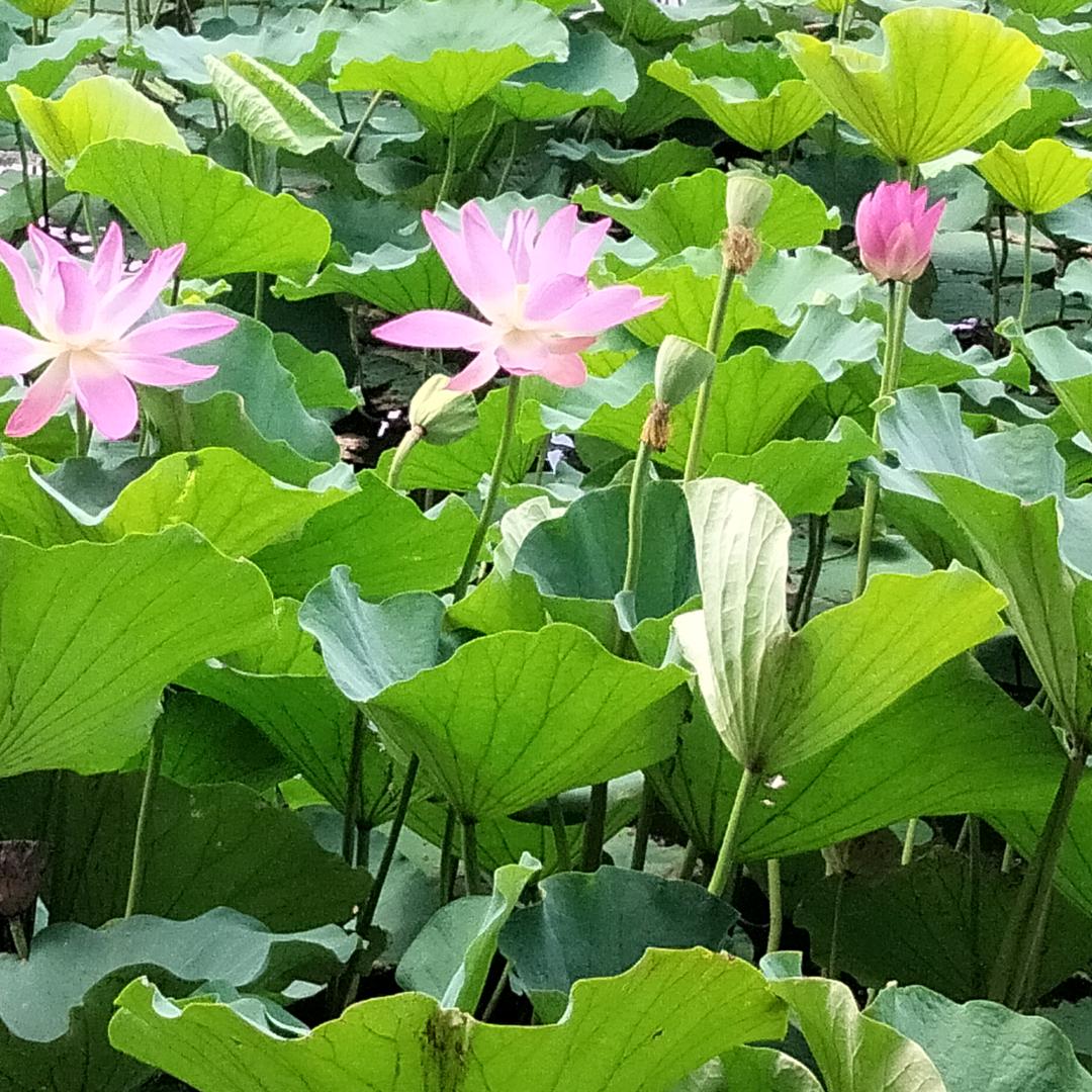 ༗笑口常ྀ开࿐