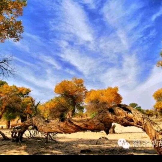 🇨🇳辉哥🇨🇳