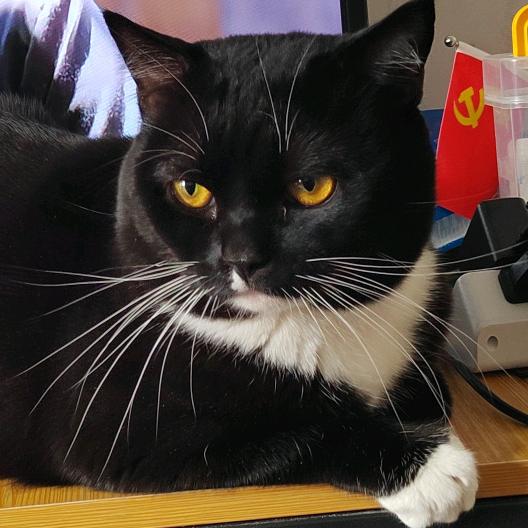 摊主家有猫
