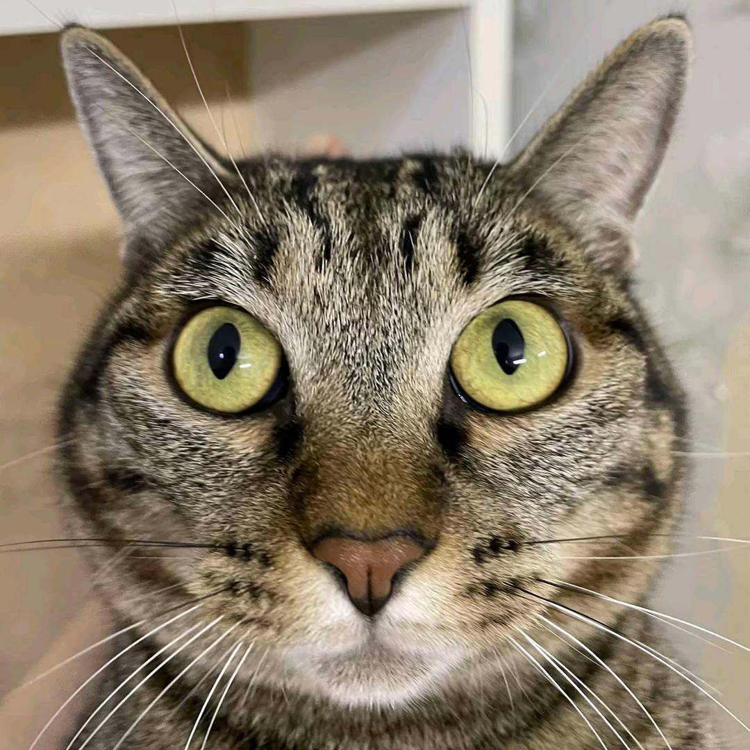 幸运的皮特托先生