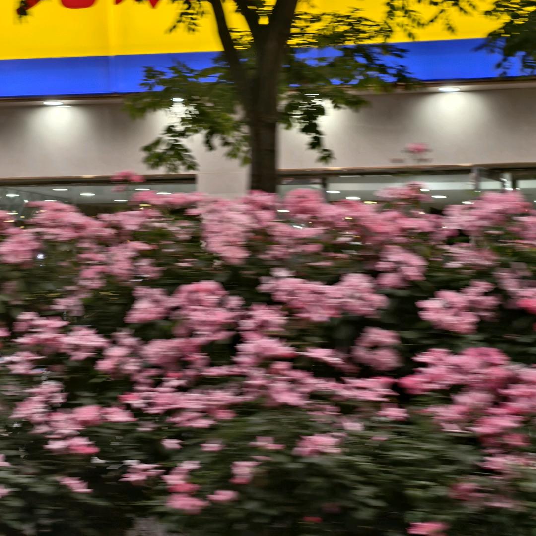 贼拉正义