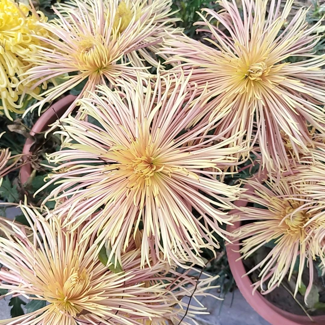 潼潼.