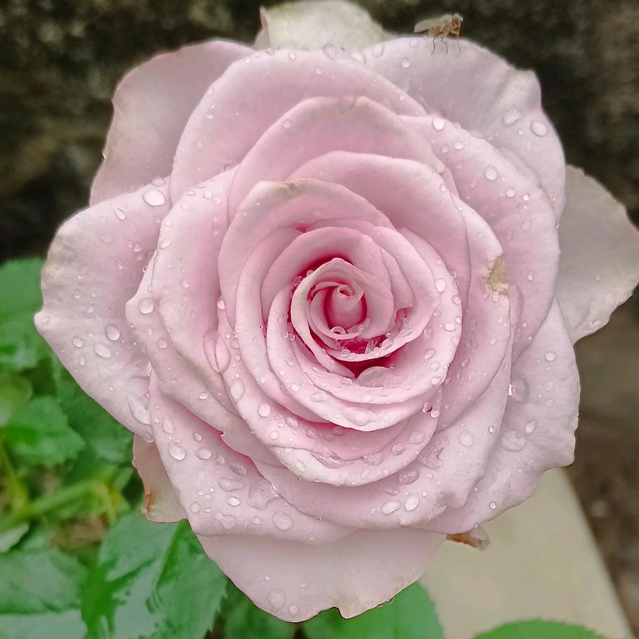 🍒梅花🌸姐姐🍀🥀꧔ꦿ᭄