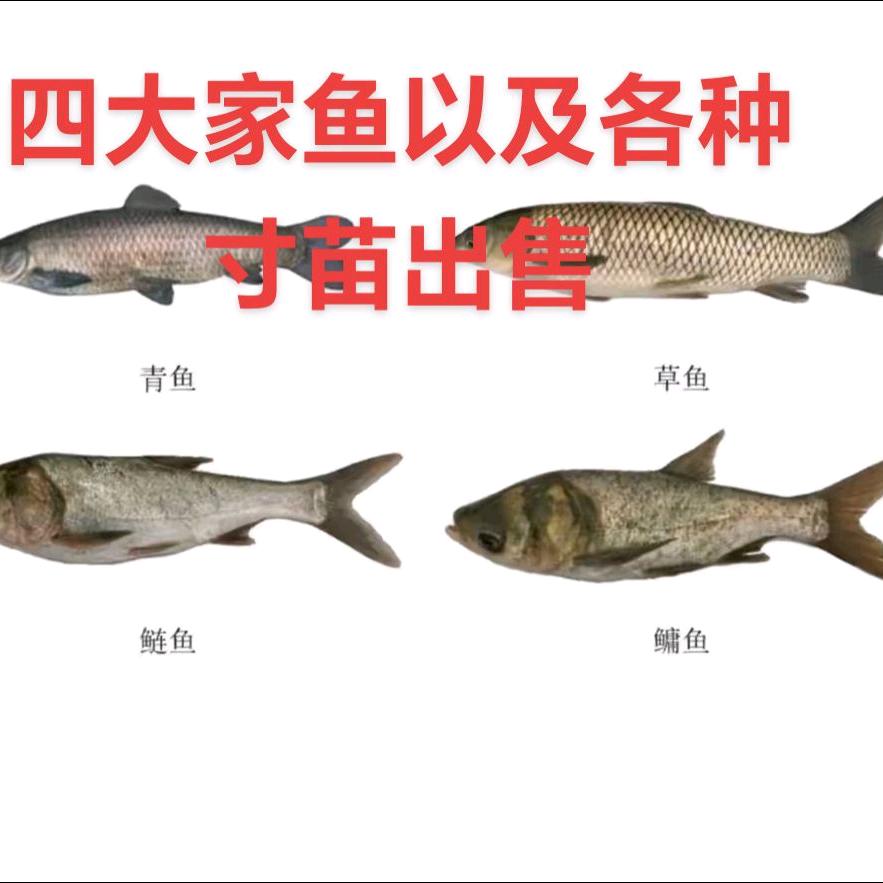老长安区鱼场。四大家鱼孵化以及鱼苗供应