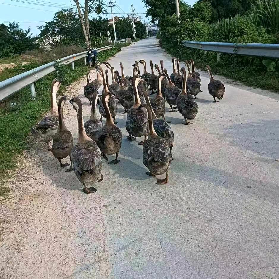 博白