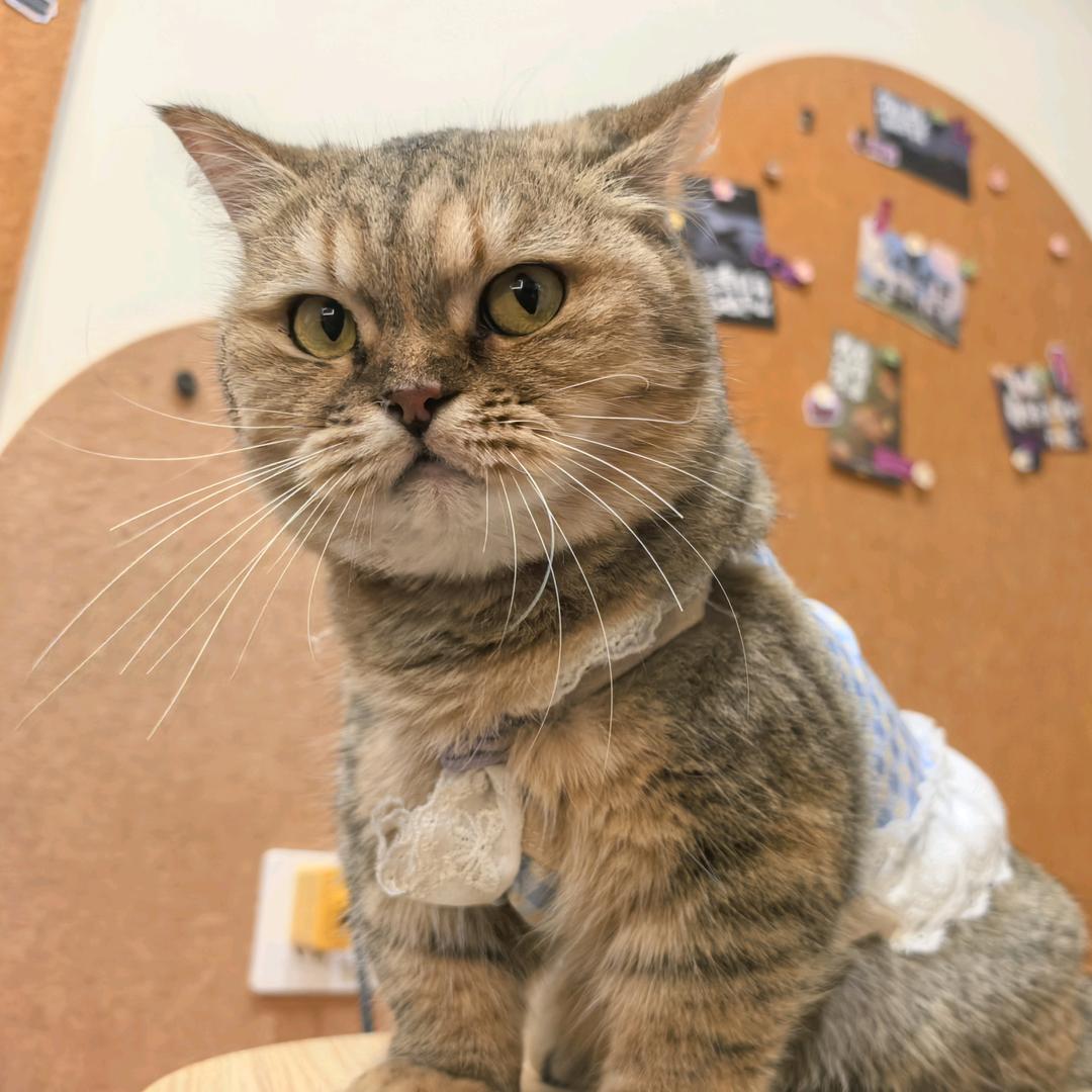 和颜悦色马大人