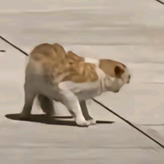 厌倦天生悲郁