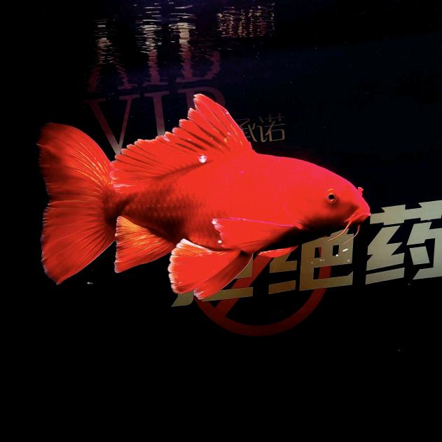 VIP家 小越蝴蝶鲤