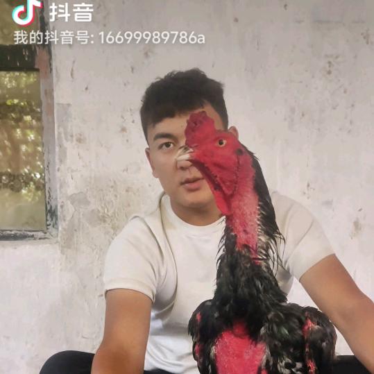 斗鸡库尔班