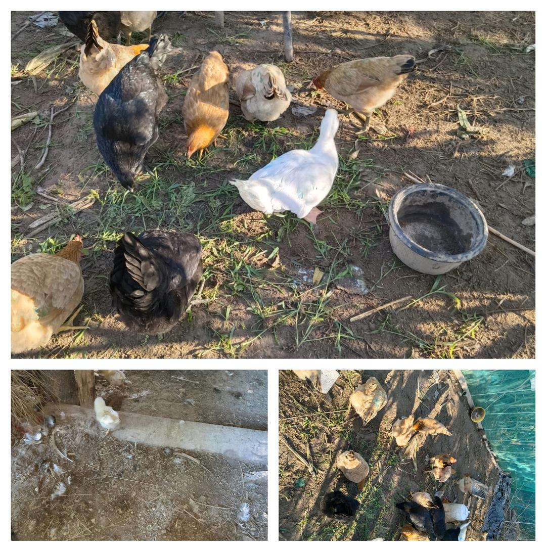散养正宗土鸡（专业户）