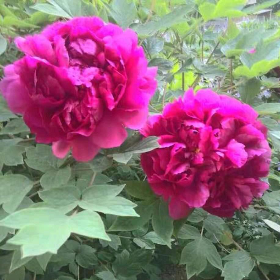 牡丹花