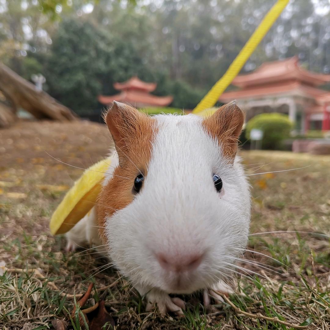 小岁的🌈在梦里