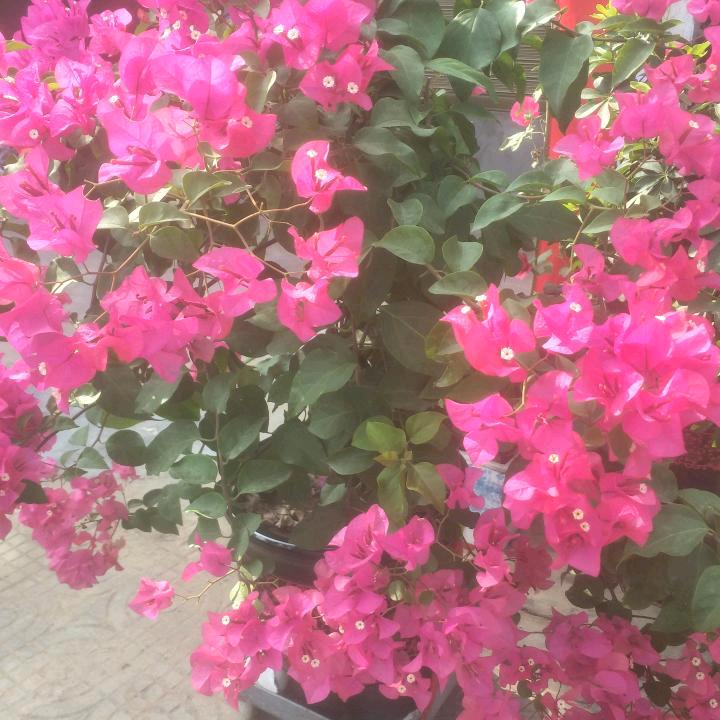 石玉