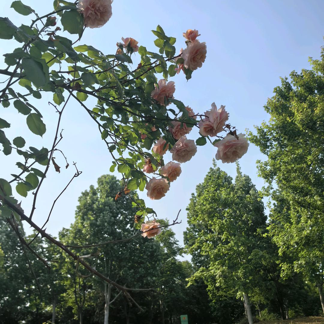 平原新区租房晓琳