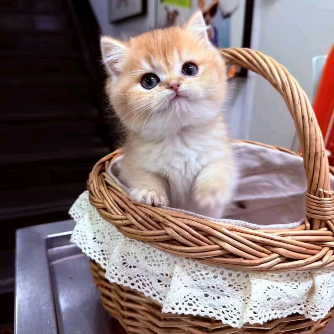 灯塔上的猫
