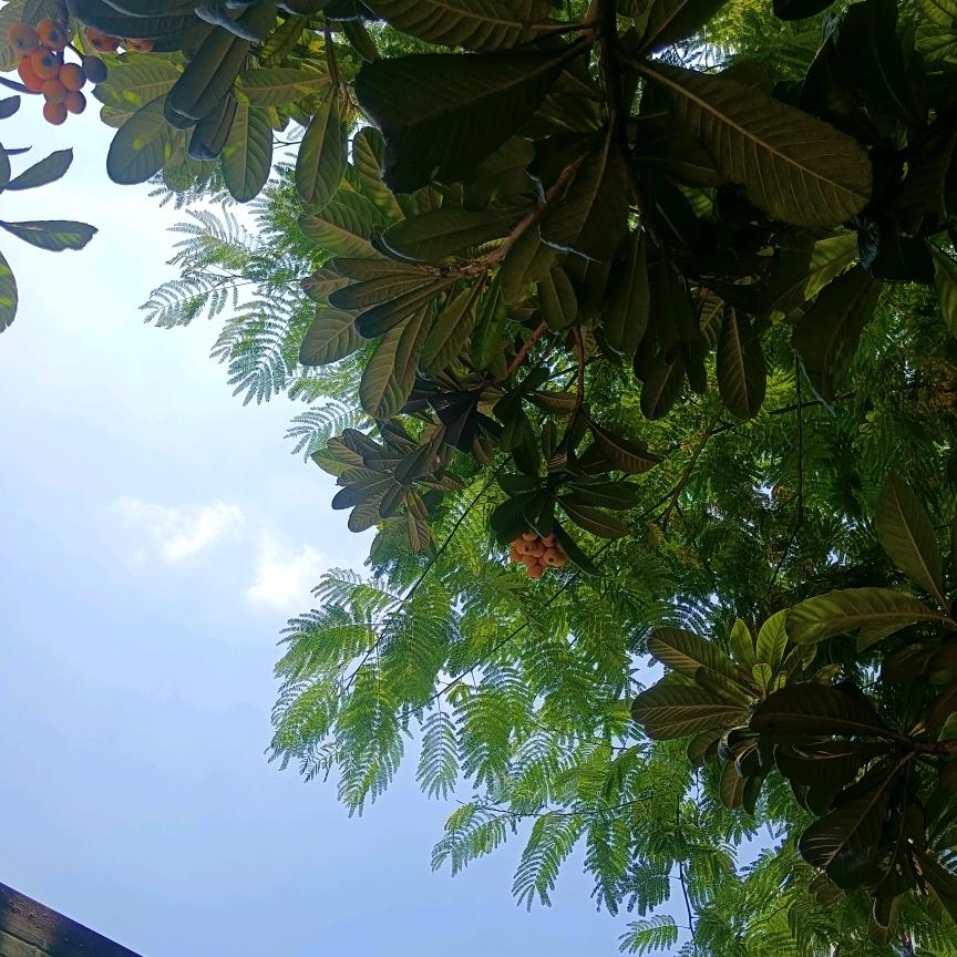皖二哥