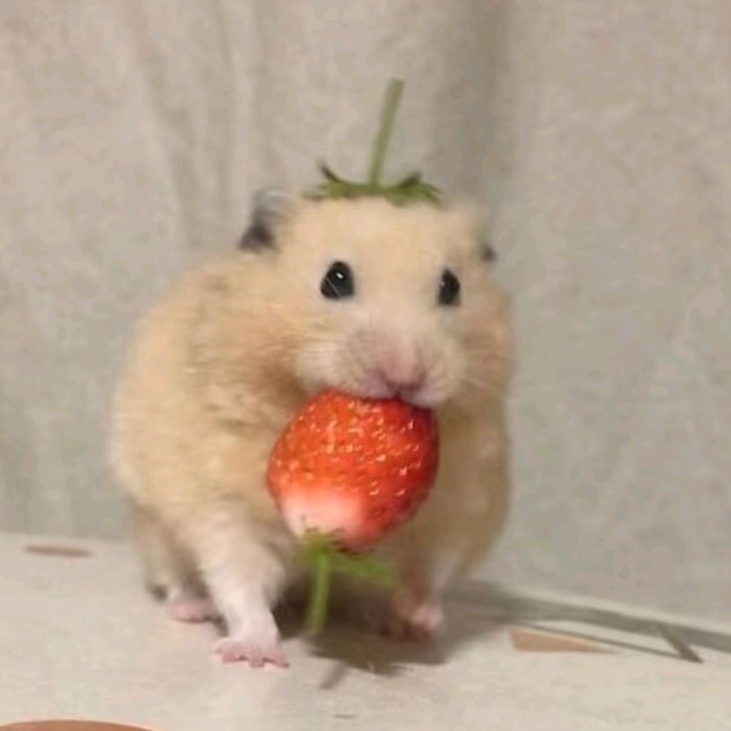 🍐mo🍐.