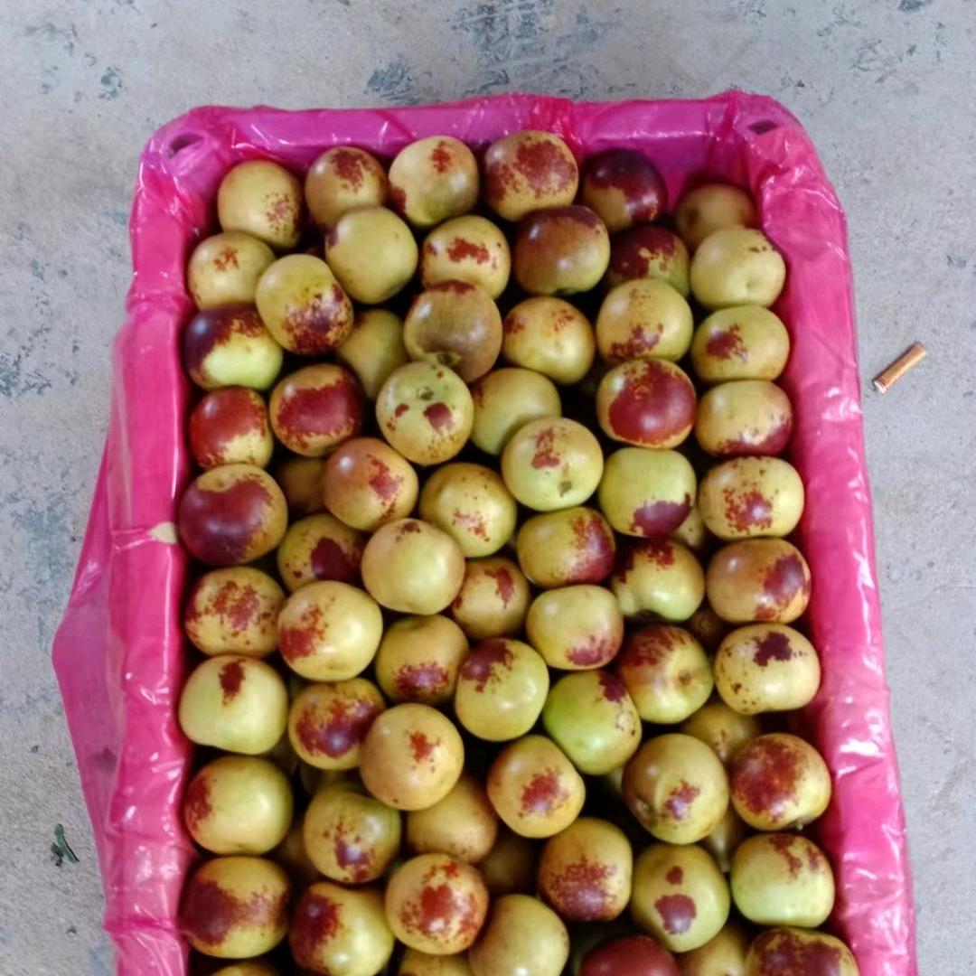 精品二代冬枣批发，