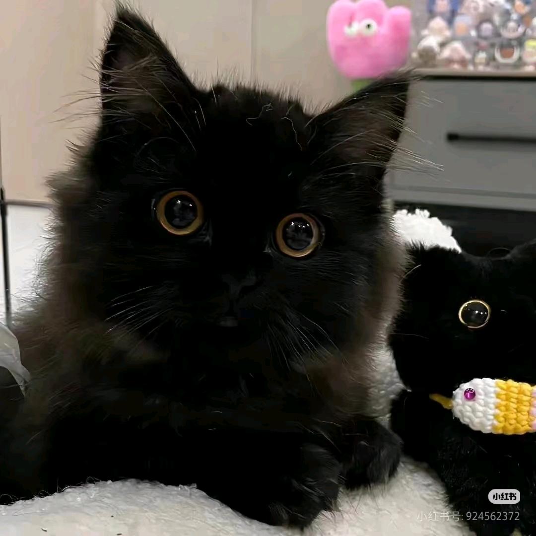 Li.z