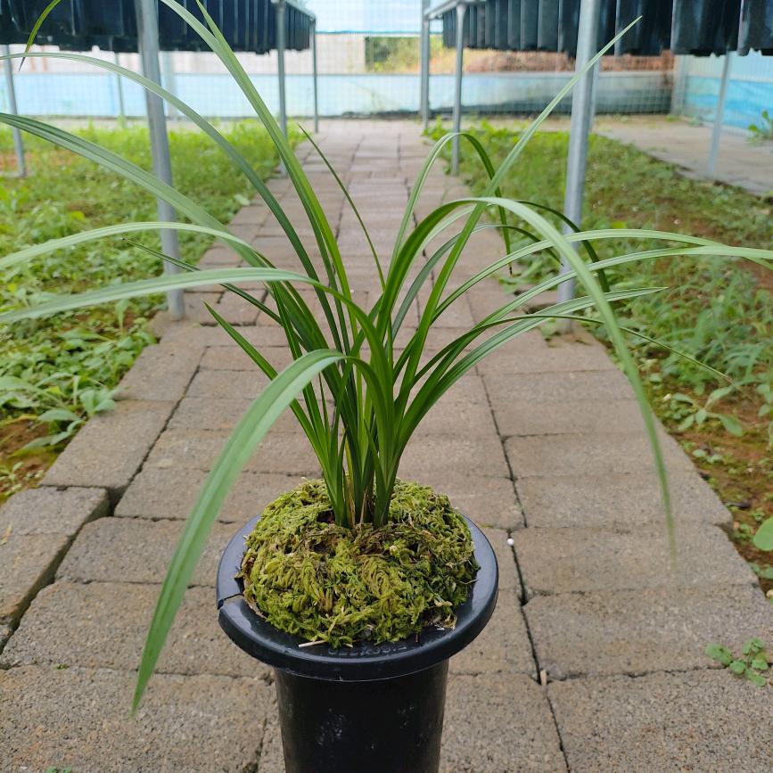 黔西县艺艳兰花