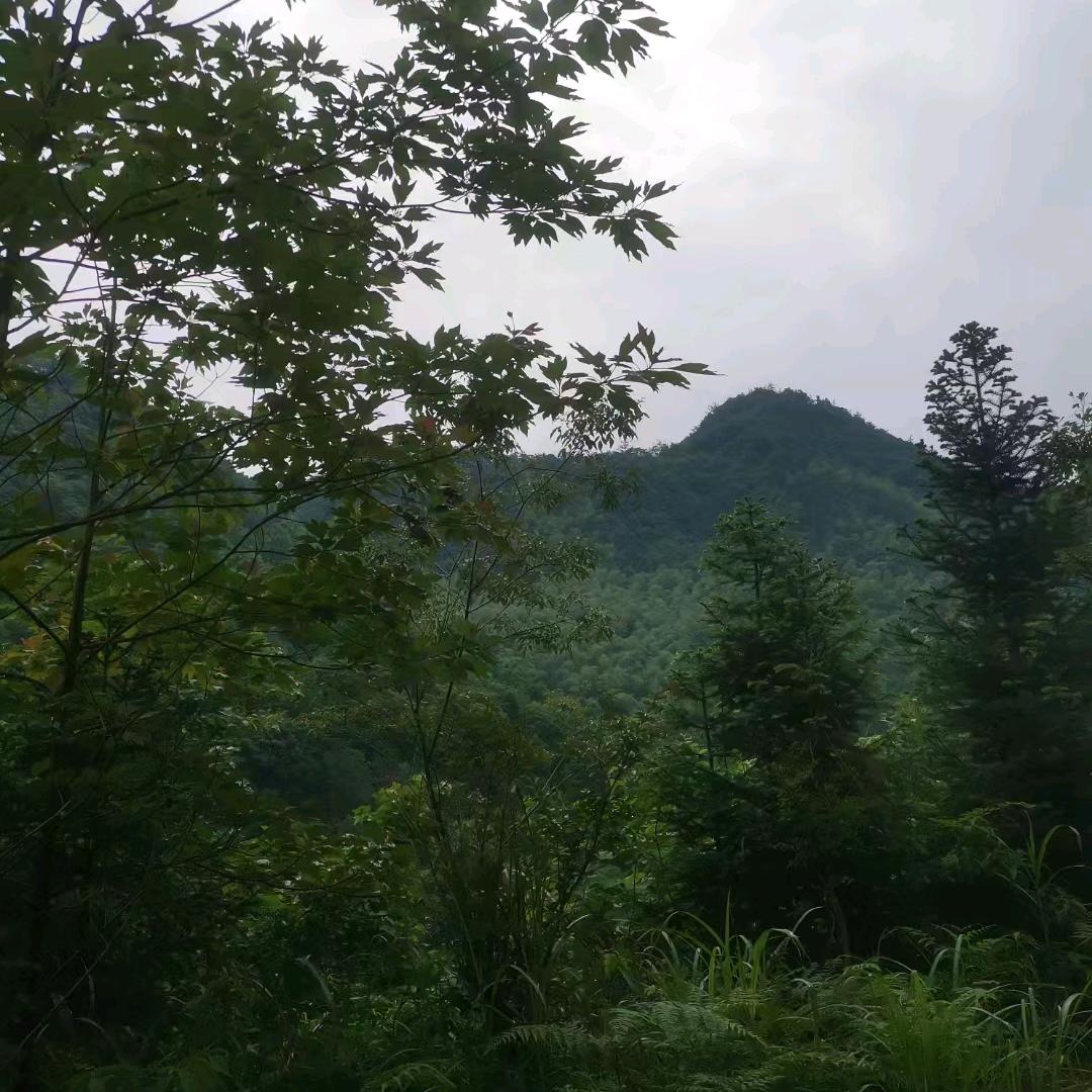 努力的脚步