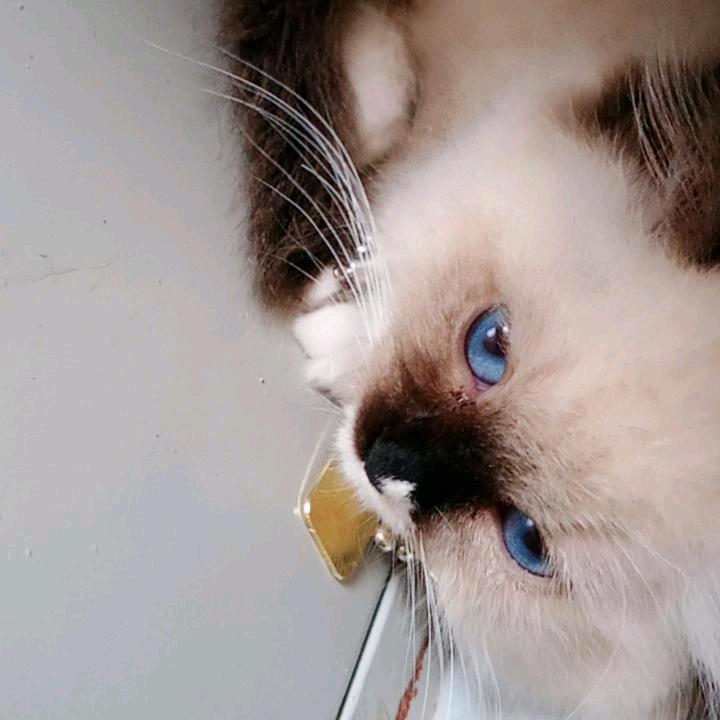 🌺一人一心❤️相印🐾白首不离🌾