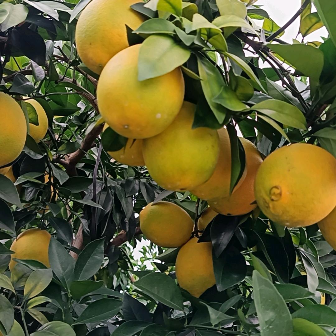 赵姐有个脐橙园