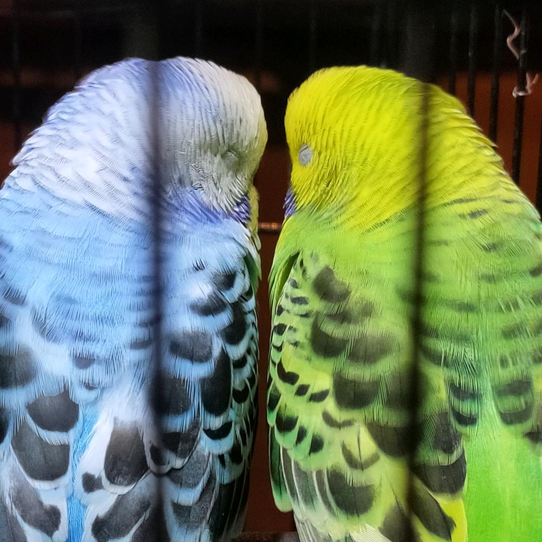 ꧔ꦿ᭄倾城💞红颜醉᭄࿐头像