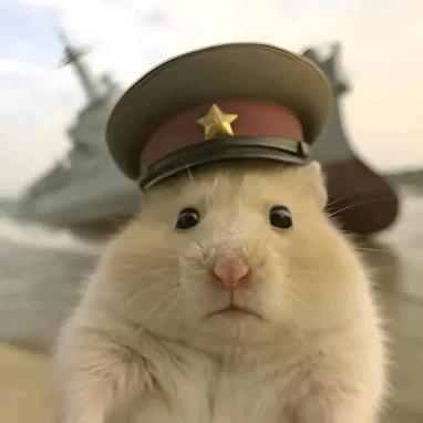 云猫(三角洲行动)