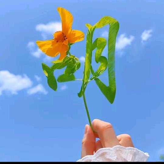 单身小哥