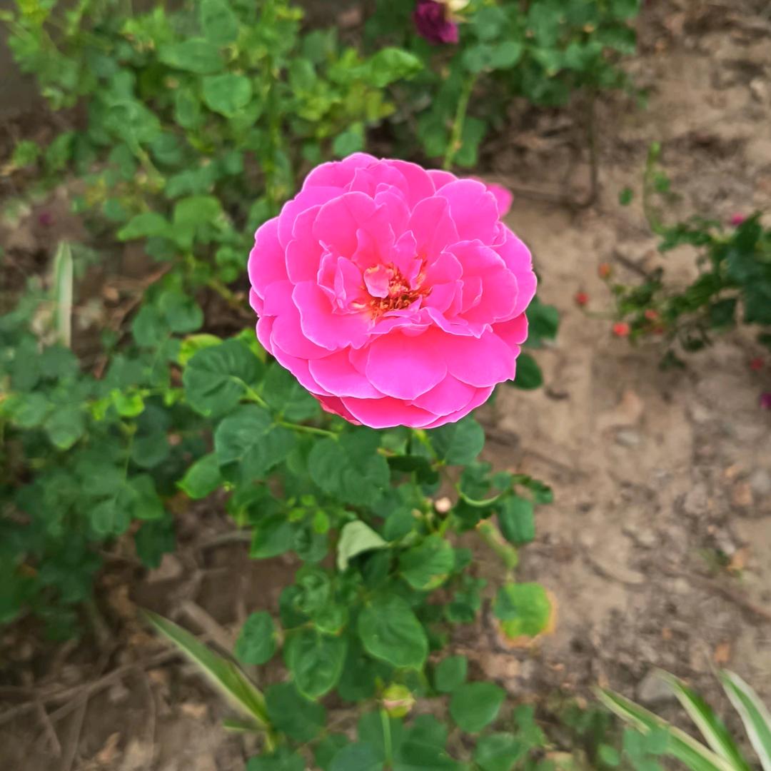 玉🌷