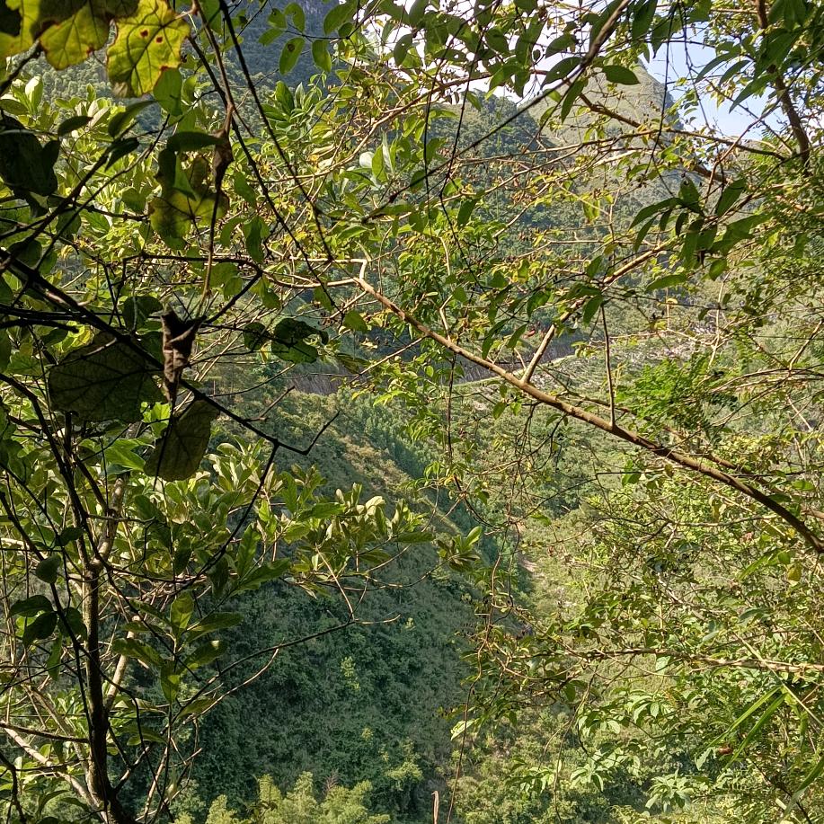泄灭猛