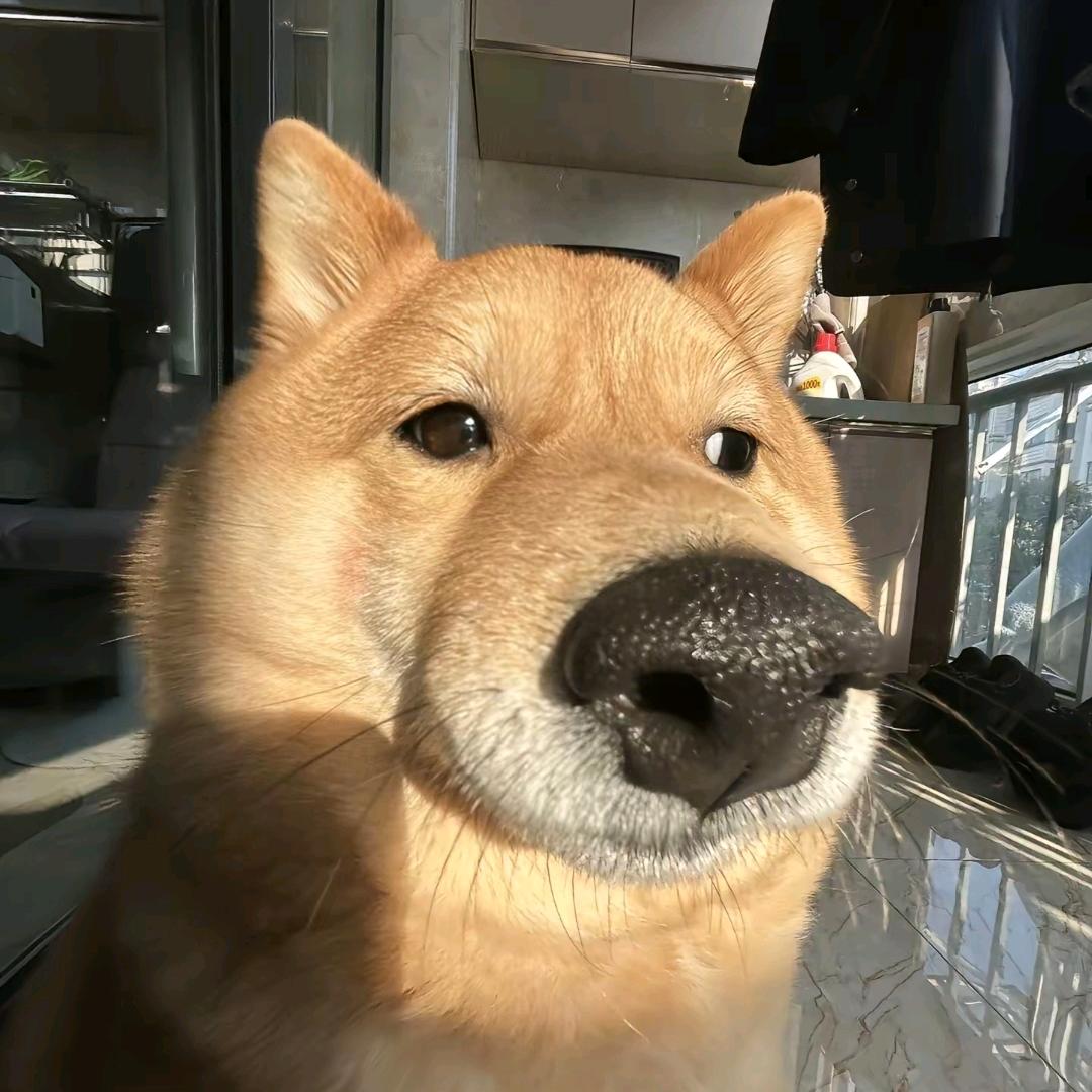 拉面鱼丸