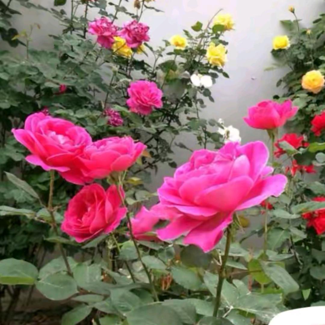 ℳ࿆ྂ☬零零࿆ྂ࿐🐉