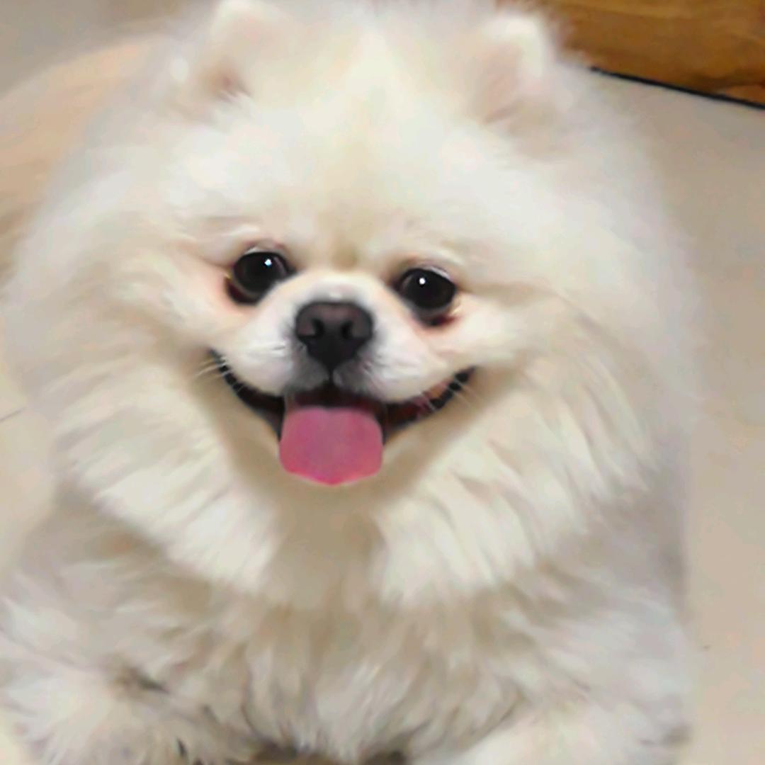 小白不白吃🐶