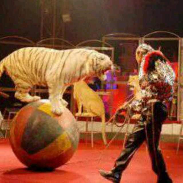 舌尖上的动物园