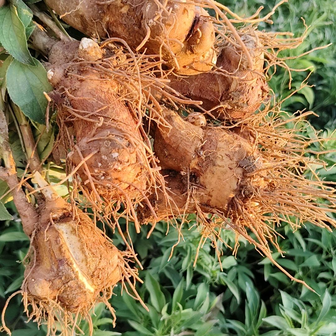 药材信息