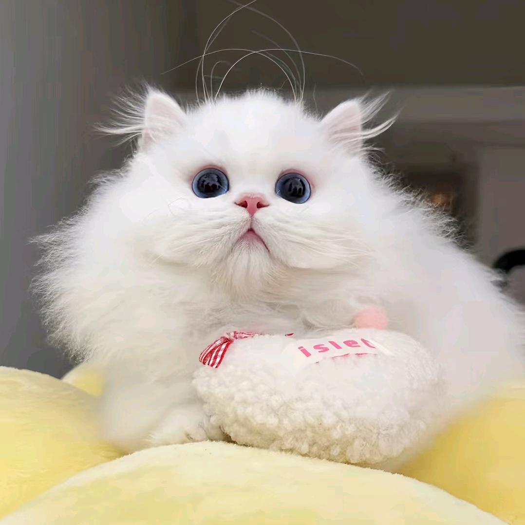 静姐爱养猫