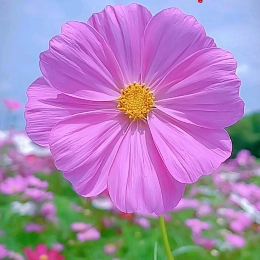 🕊ᩭᩚ随风ꦿᩚꦾ飞舞᭄༊💞