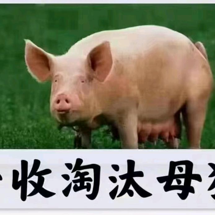 大量收淘汰母猪