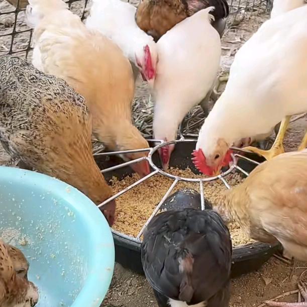 金满仓禽业养殖店