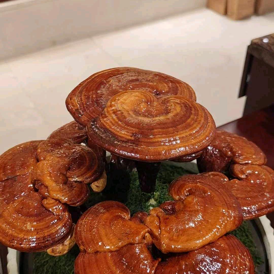 任性，连花传送健康和美丽